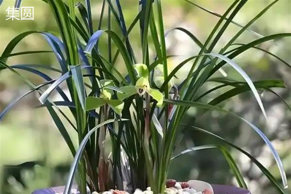 春兰花的品种，常见的有汤梅、西湖梅等