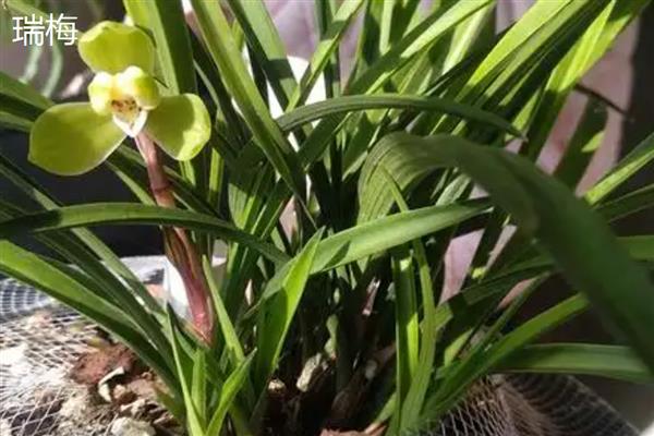 春兰花的品种，常见的有汤梅、西湖梅等