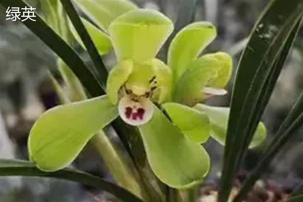 春兰花的品种，常见的有汤梅、西湖梅等