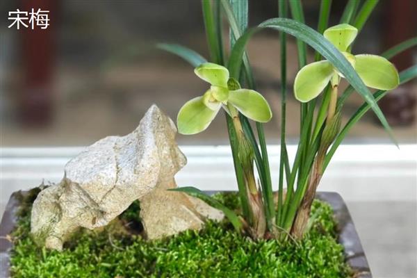 春兰花的品种，常见的有汤梅、西湖梅等