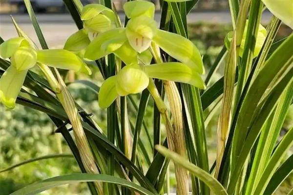 春兰花的品种，常见的有汤梅、西湖梅等