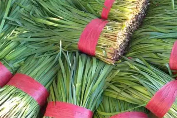 韭菜的品种，有本地细叶韭菜、大叶韭菜等