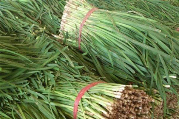 韭菜的品种，有本地细叶韭菜、大叶韭菜等