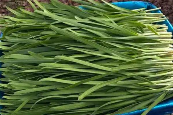 韭菜的品种，有本地细叶韭菜、大叶韭菜等