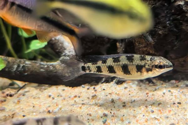 黑间短鲷好不好养,饲养难度并不大