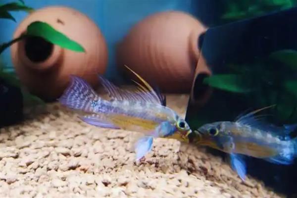 黑间短鲷好不好养,饲养难度并不大