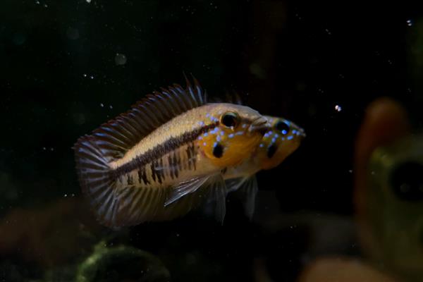 黑间短鲷好不好养,饲养难度并不大