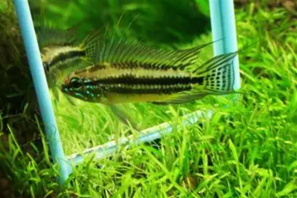 黑间短鲷好不好养,饲养难度并不大