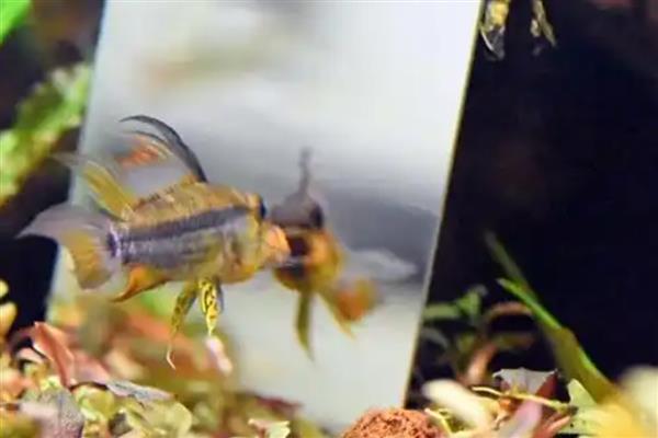 黑间短鲷好不好养,饲养难度并不大