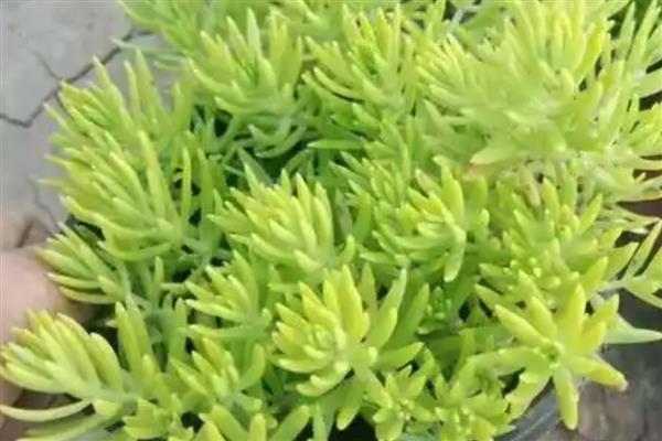 怎么养金叶佛甲草,生长旺盛期每月施一次腐熟的粪肥