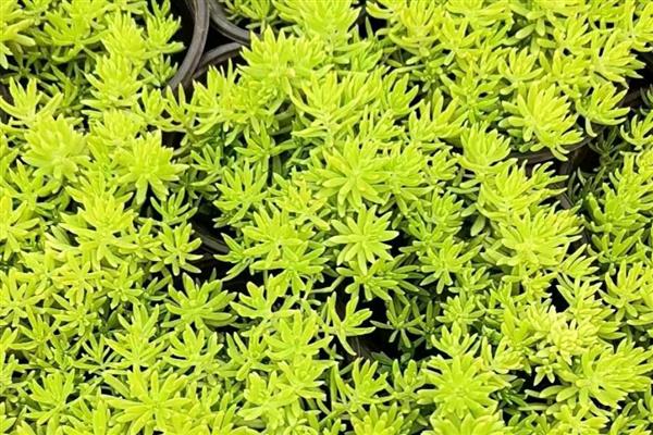 怎么养金叶佛甲草,生长旺盛期每月施一次腐熟的粪肥