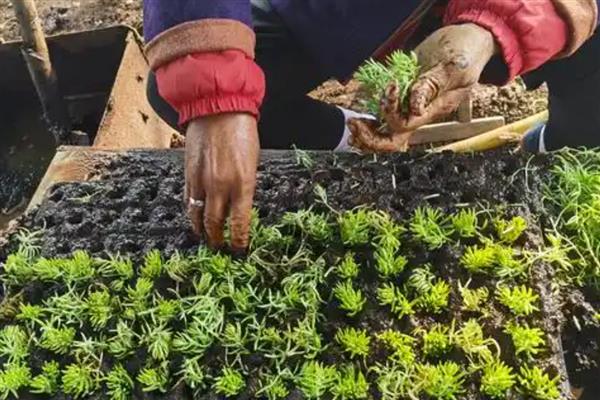 怎么养金叶佛甲草,生长旺盛期每月施一次腐熟的粪肥