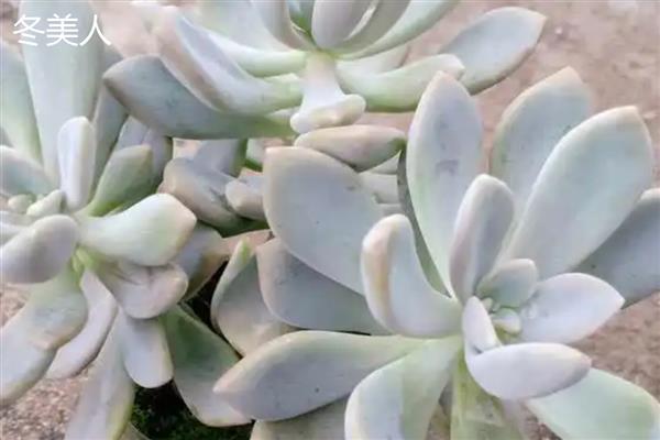 冬美人和胧月的区别是什么,颜色和叶片均不同