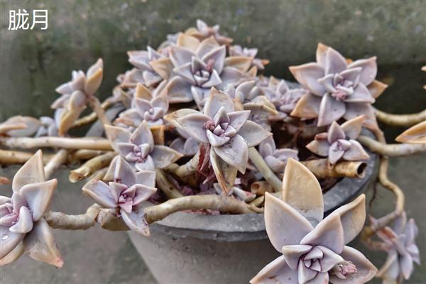 冬美人和胧月的区别是什么,颜色和叶片均不同