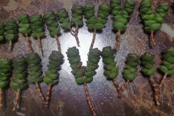 钱串子如何叶插繁殖,在9月到来年的5月进行