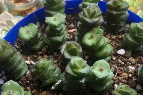钱串子如何叶插繁殖,在9月到来年的5月进行
