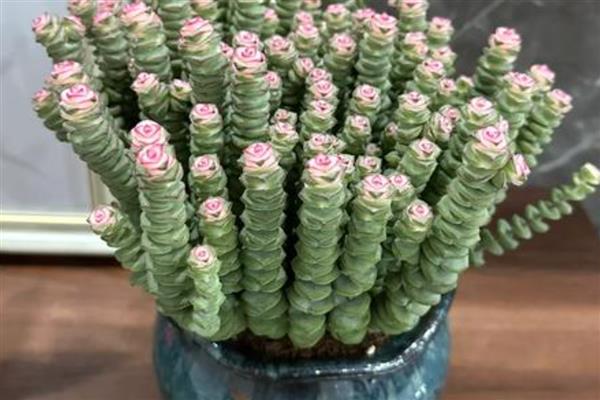钱串子如何叶插繁殖,在9月到来年的5月进行