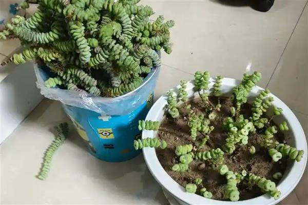 钱串子如何叶插繁殖,在9月到来年的5月进行