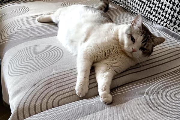 养猫不能养哪种植物,百合、蓖麻、常春藤、朱蕉等