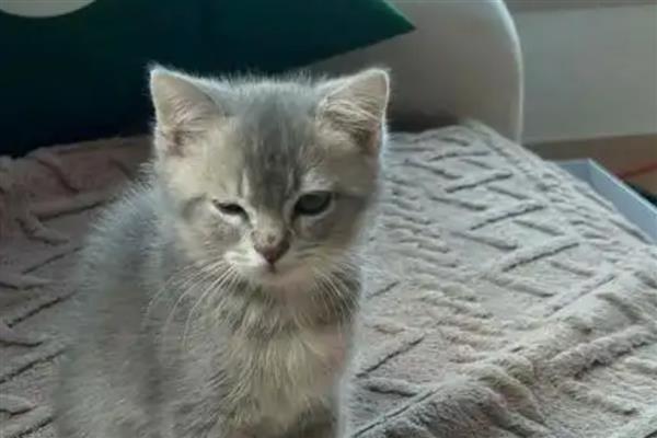 养猫不能养哪种植物,百合、蓖麻、常春藤、朱蕉等