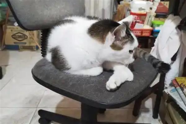 养猫不能养哪种植物,百合、蓖麻、常春藤、朱蕉等