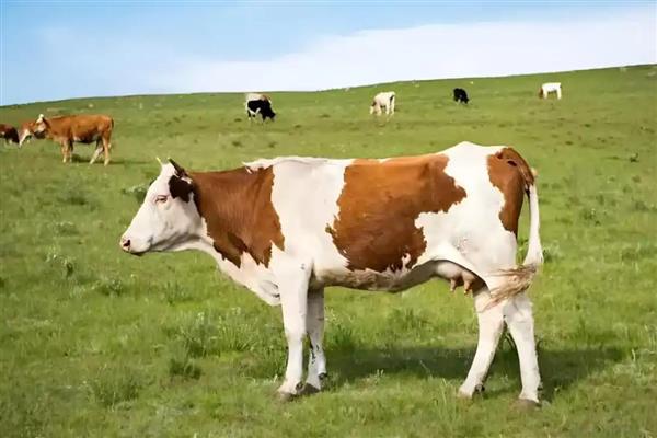 一头牛有多少斤的肉，1000斤的牛能有450斤的肉