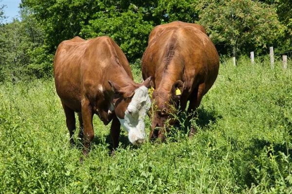一头牛有多少斤的肉，1000斤的牛能有450斤的肉