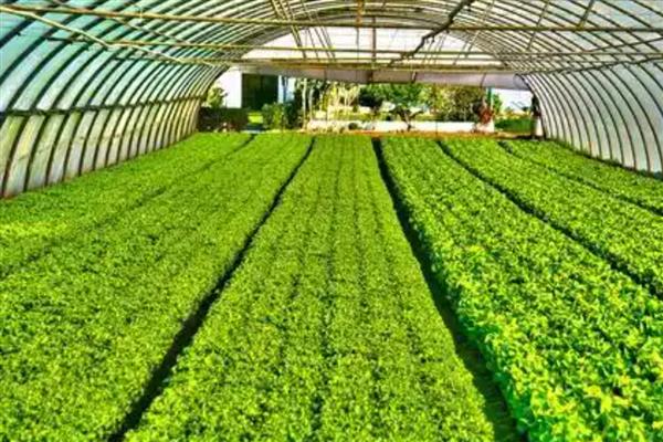 低碳农业有哪些特征，具有节约高效、优质环保等特点