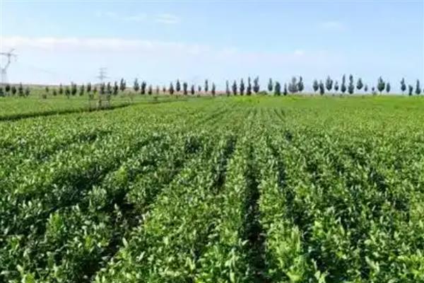 低碳农业有哪些特征，具有节约高效、优质环保等特点