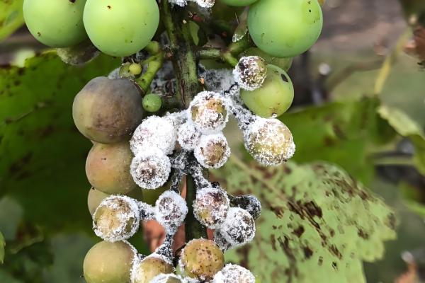 易保杀菌剂的作用是什么，有助于预防病原菌的发生