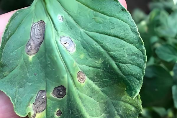 易保杀菌剂的作用是什么，有助于预防病原菌的发生