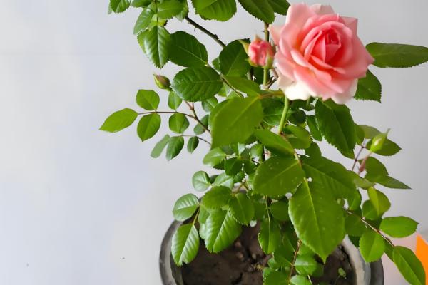 月季叶子干枯的原因,可能是浇水过多或光照不足所致