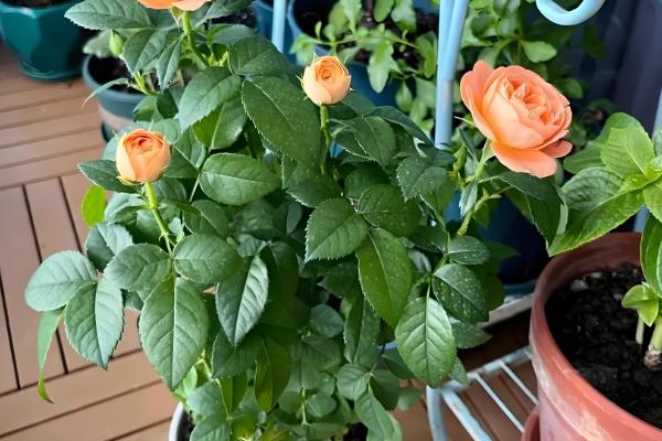 月季叶子干枯的原因,可能是浇水过多或光照不足所致