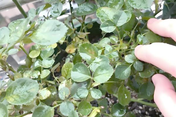 月季叶子干枯的原因,可能是浇水过多或光照不足所致