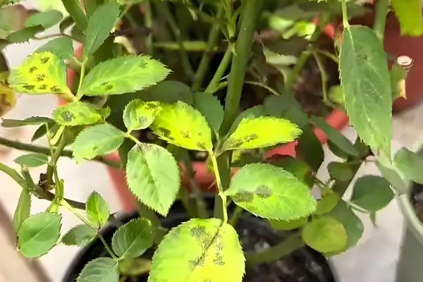 月季叶子干枯的原因,可能是浇水过多或光照不足所致