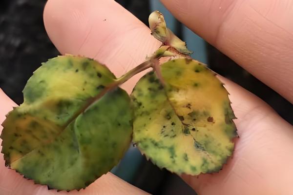 月季叶子干枯的原因,可能是浇水过多或光照不足所致