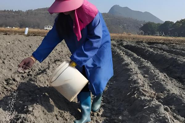 四季豆如何进行田间管理,爬苗时要及时追肥