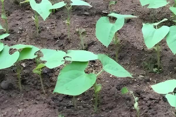 四季豆如何进行田间管理,爬苗时要及时追肥