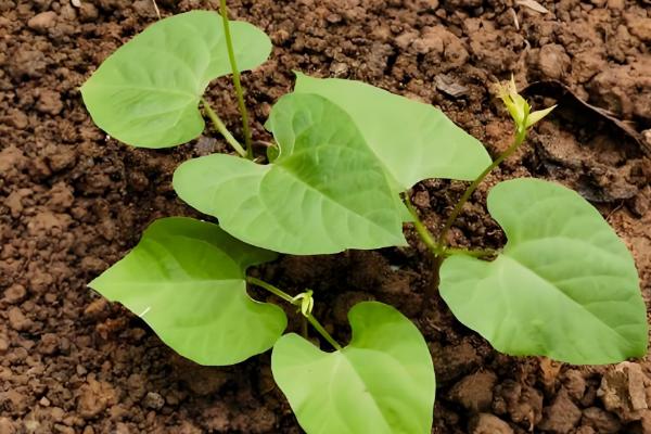 四季豆如何进行田间管理,爬苗时要及时追肥