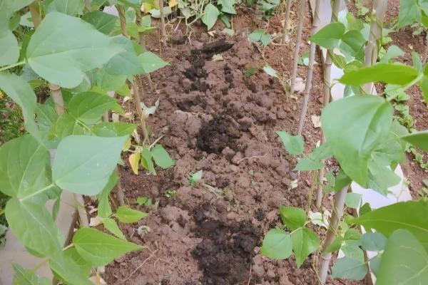 四季豆如何进行田间管理,爬苗时要及时追肥