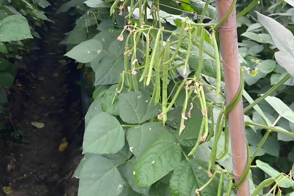 四季豆如何进行田间管理,爬苗时要及时追肥