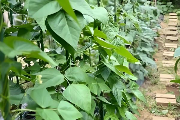 四季豆如何进行田间管理,爬苗时要及时追肥