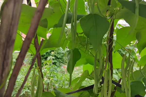 四季豆如何进行田间管理,爬苗时要及时追肥