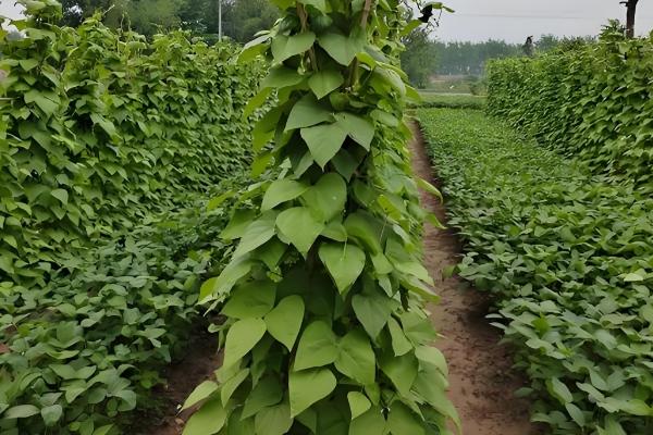 四季豆如何进行田间管理,爬苗时要及时追肥