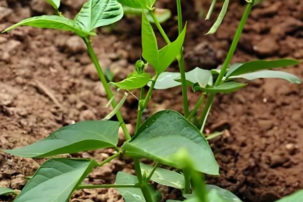 四季豆如何进行田间管理,爬苗时要及时追肥