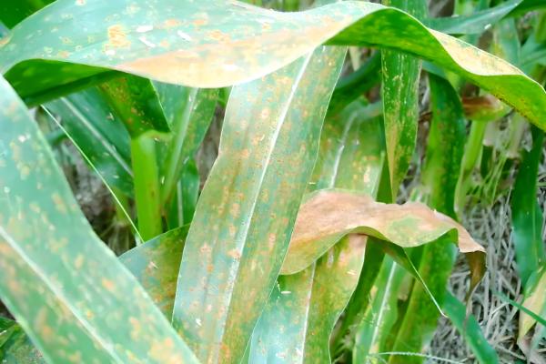 易保杀菌剂的作用是什么，有助于预防病原菌的发生