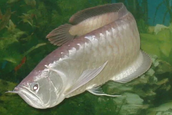 银龙鱼的寿命,寿命大约在6-7年