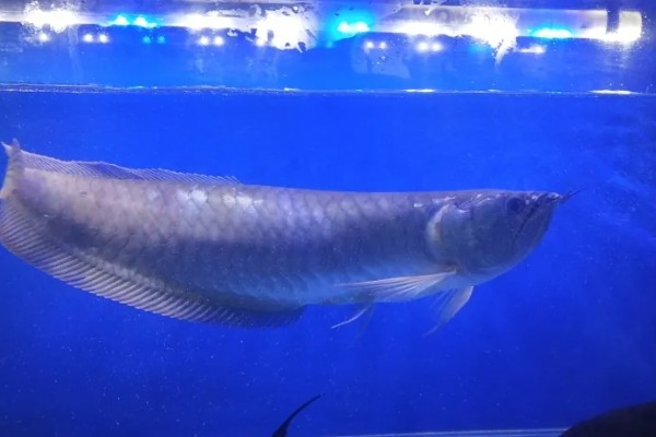 银龙鱼的寿命,寿命大约在6-7年