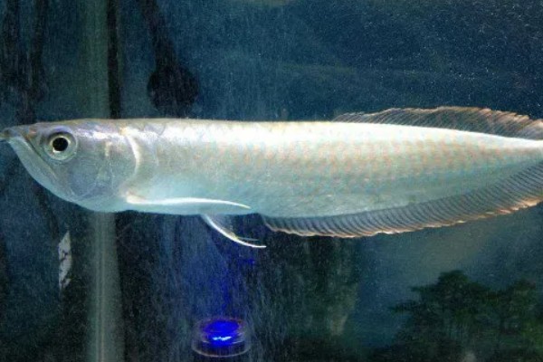 银龙鱼的寿命,寿命大约在6-7年