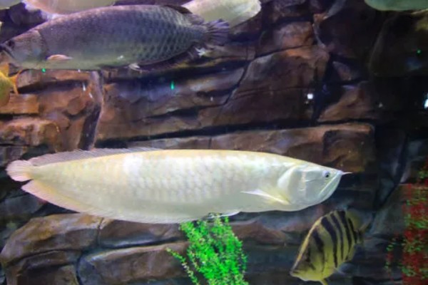 银龙鱼的寿命,寿命大约在6-7年